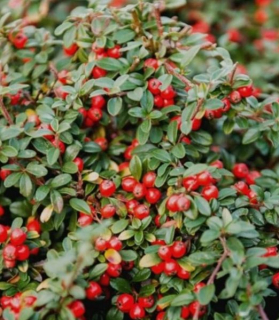 Cotoneaster 'Queen of Carpets'